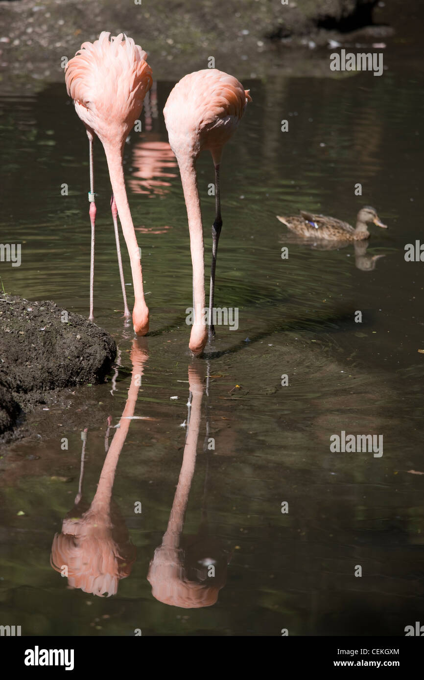 New York City, Bronx Zoo, Flamingoes (Phoenicopterus Ruber) Stock Photo