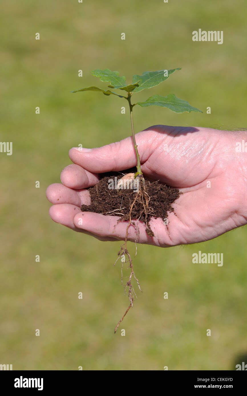 Oak sapling hires stock photography and images Alamy