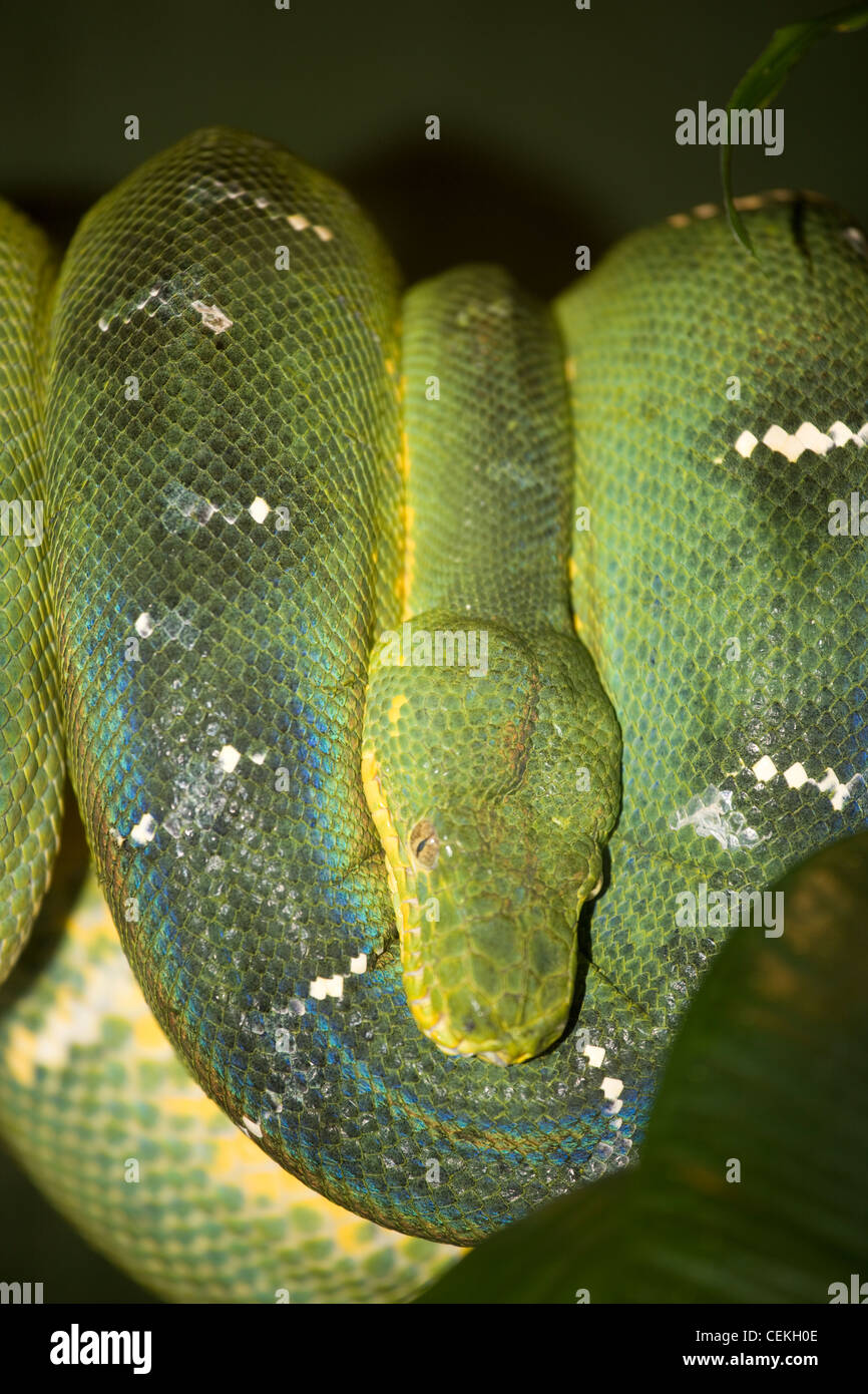 Reptiles zoo hires stock photography and images Alamy