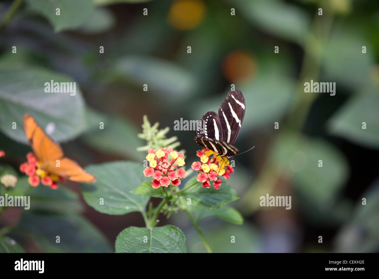 New York City, Bronx Zoo, Butterfly Garden Stock Photo Alamy