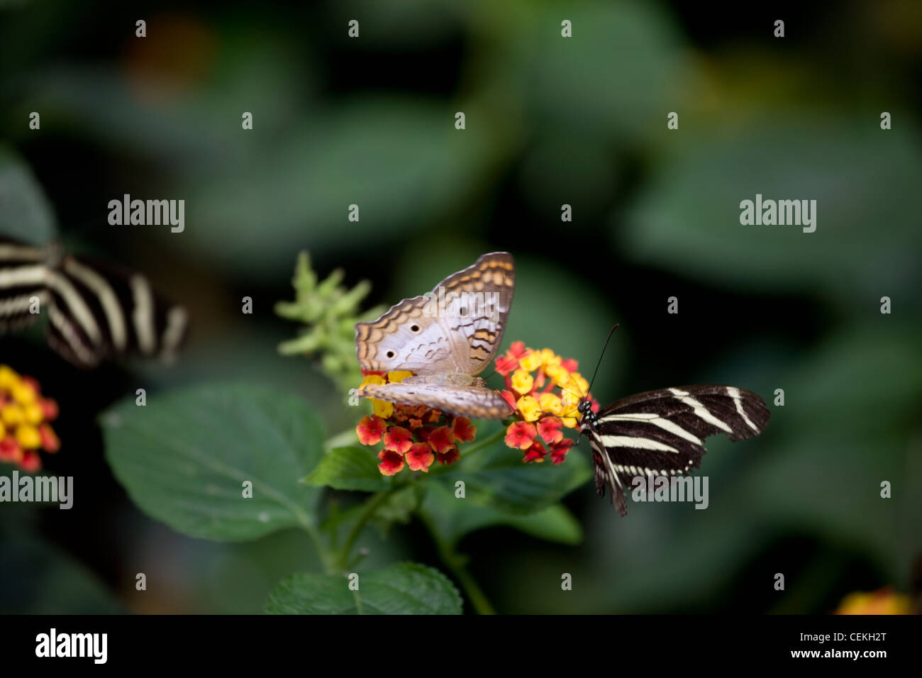 New York City, Bronx Zoo, Butterfly Garden Stock Photo Alamy