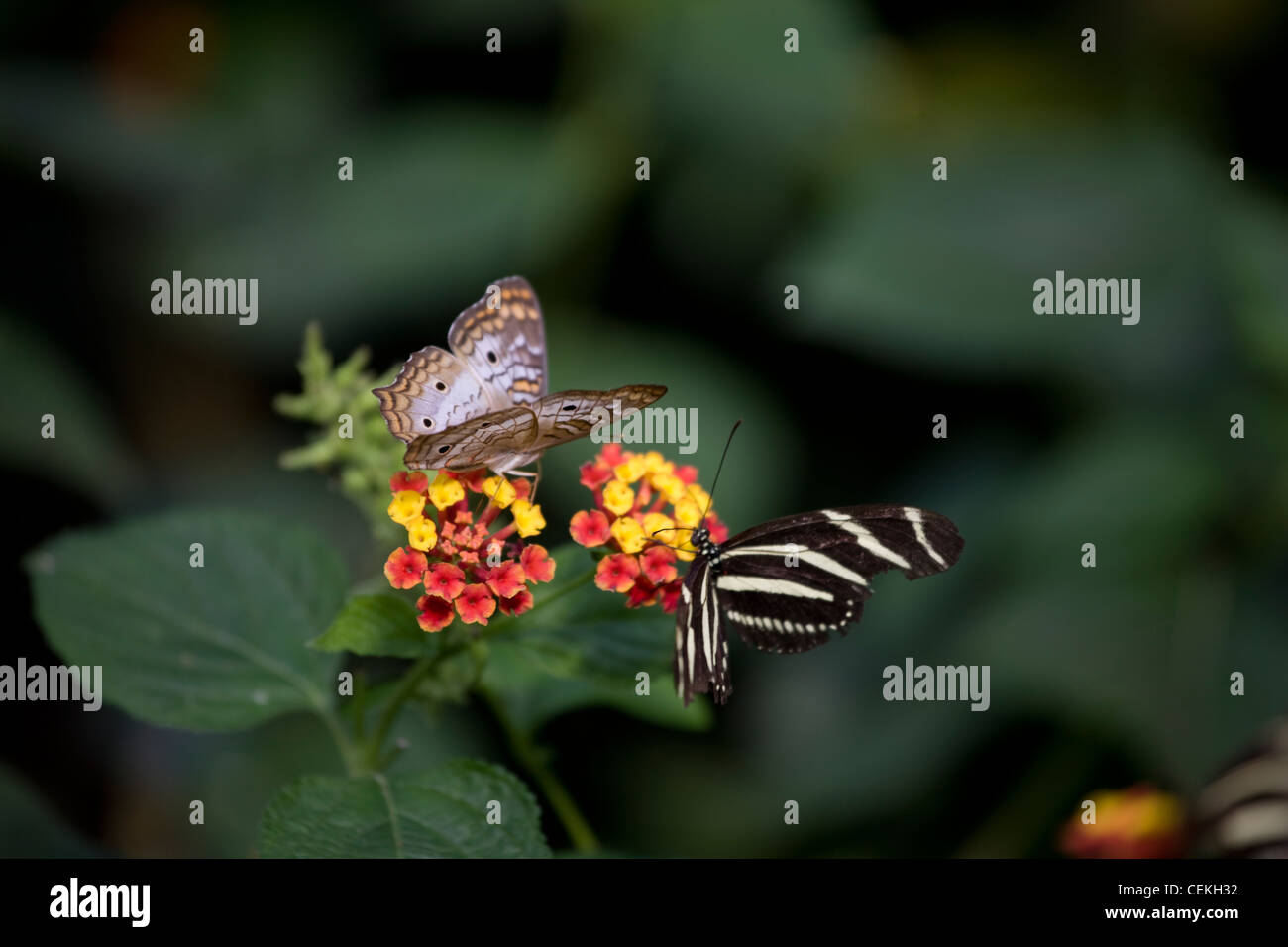 New York City, Bronx Zoo, Butterfly Garden Stock Photo Alamy
