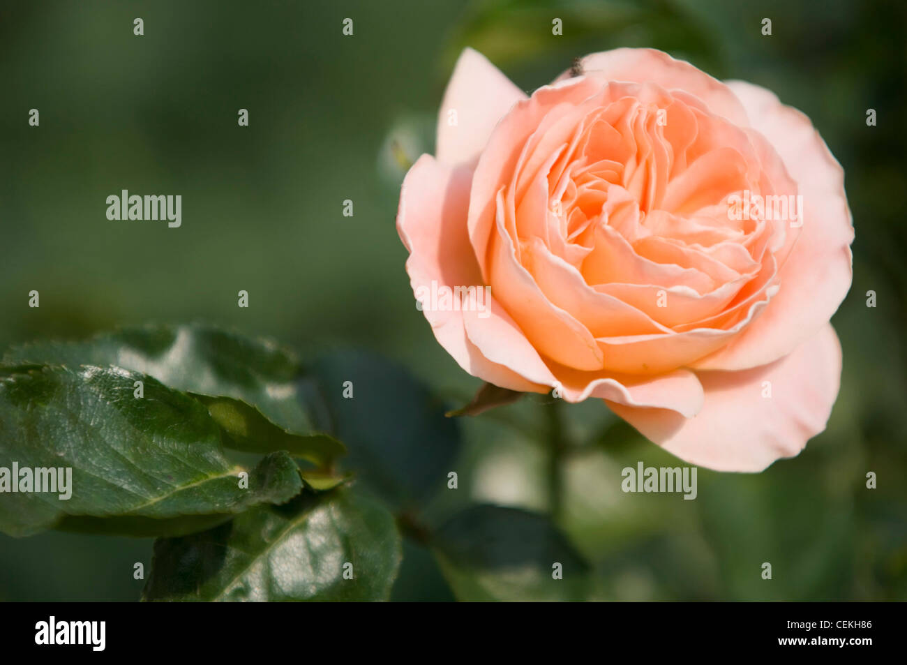 Rose with pink colour hi-res stock photography and images - Alamy