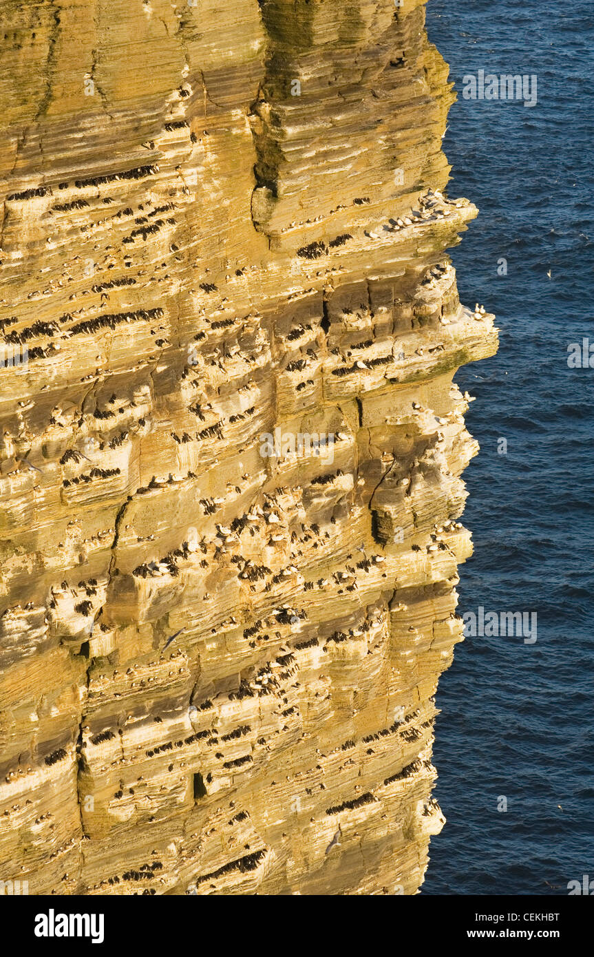 Noup Head seabird cliffs on the island of Westray, Orkney Islands, Scotland. Stock Photo