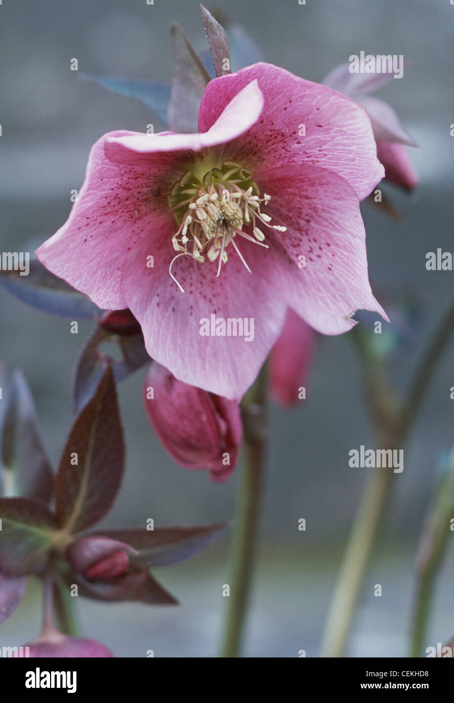 Winter Wonders Hellebores Pink Hellebore Hybrid flower Stock Photo Alamy