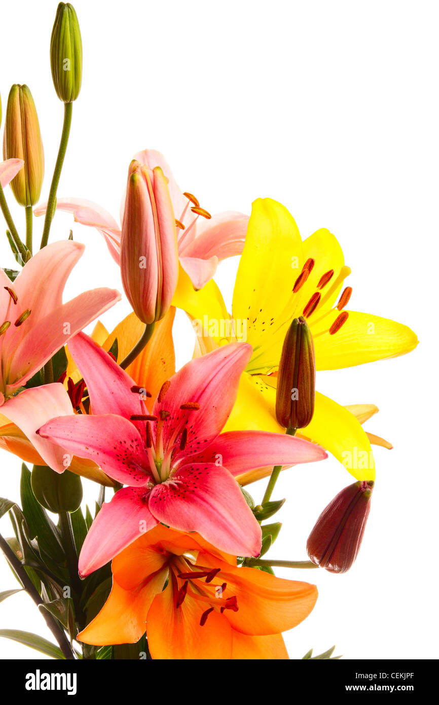Rainbow lilies on a white background Stock Photo