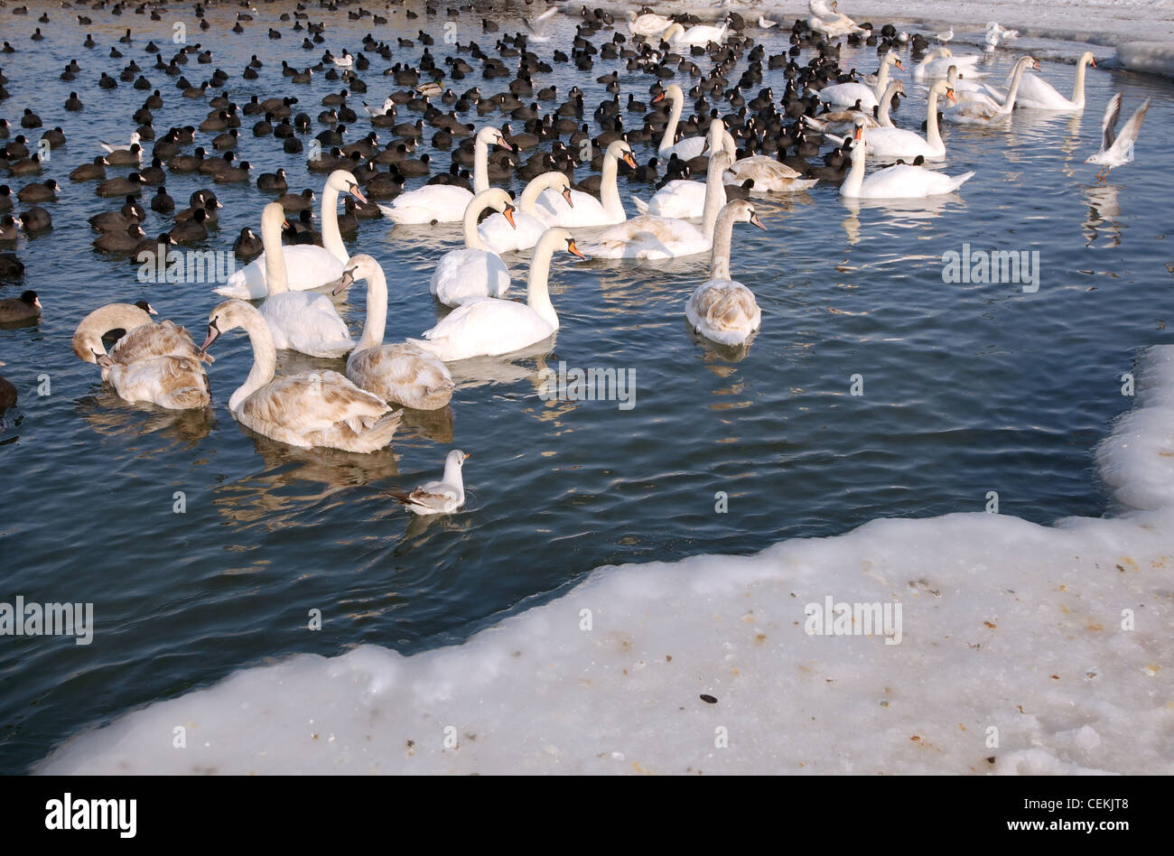 Birds (Swans and Coots) are blocked by ices in Black sea, a rare phenomenon, last time it occured in 1977, Odessa, Ukraine Stock Photo