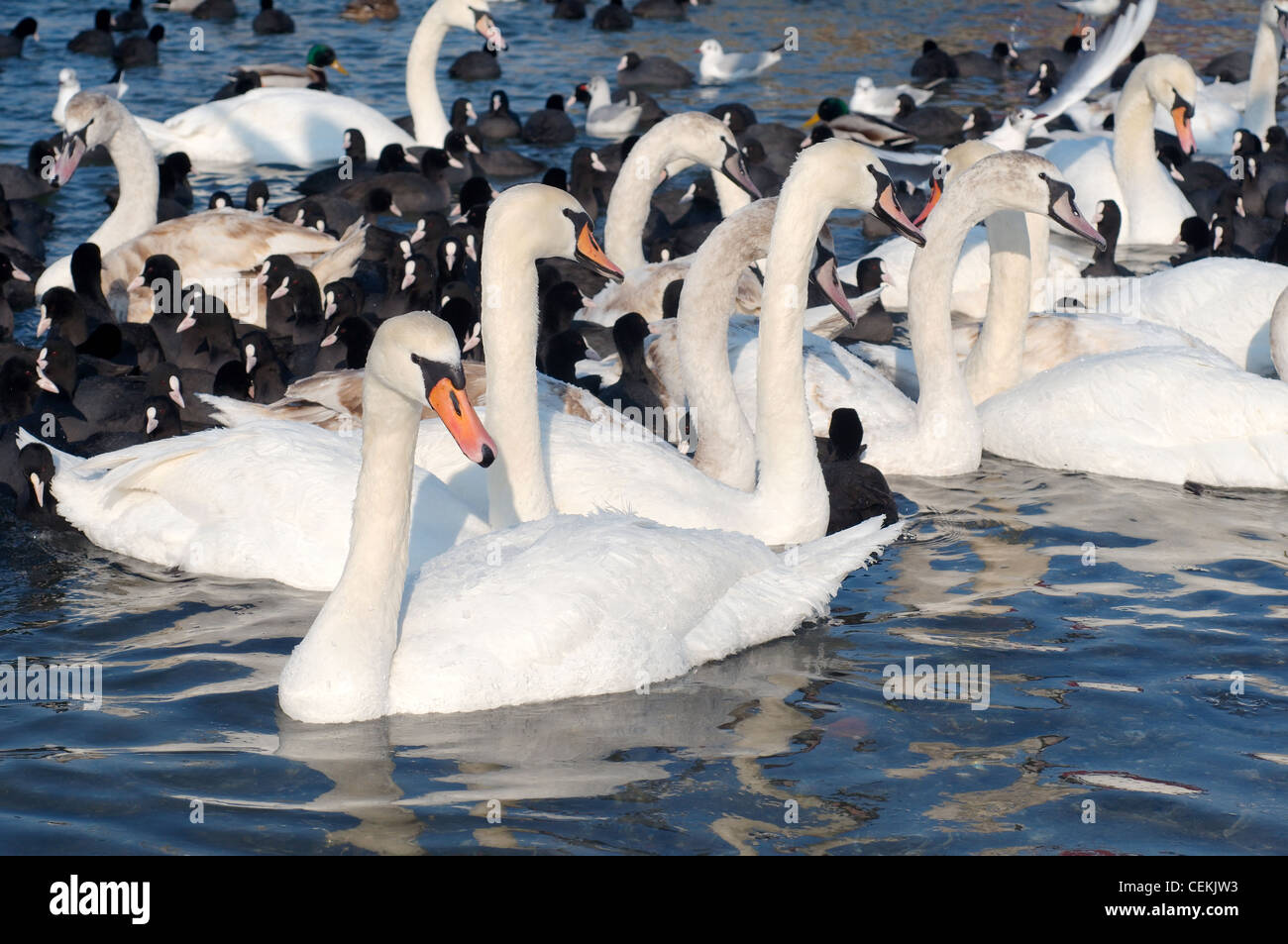 Birds (Swans and Coots) are blocked by ices in Black sea, a rare phenomenon, last time it occured in 1977, Odessa, Ukraine Stock Photo