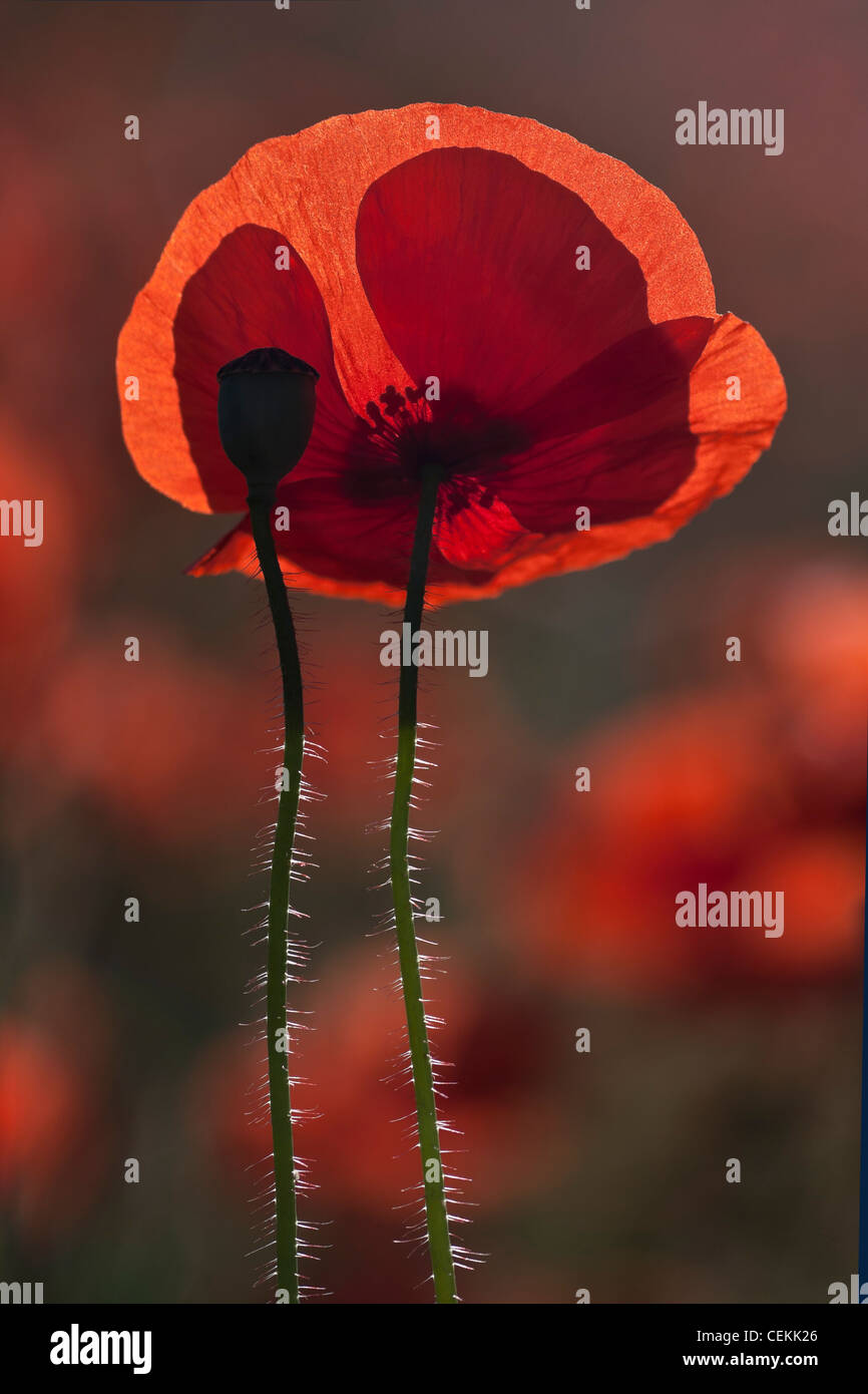 A single poppy with single seed pod, highlighted in the early morning light playing through the translucent petals. Stock Photo