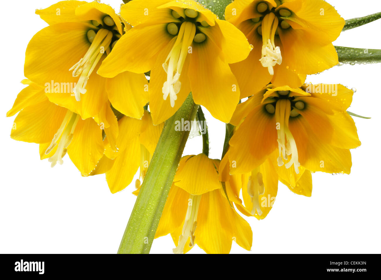 Fritillaria imperialis. Wiew from below Stock Photo