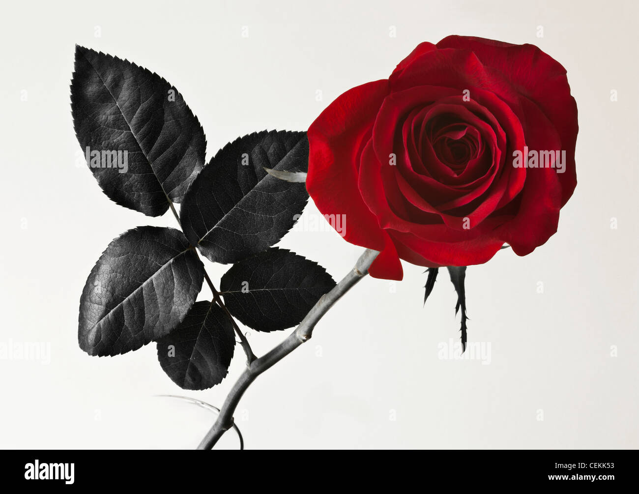 A single red rose, this image a macro shot, black and white except for the red of the rose, a token of love Stock Photo