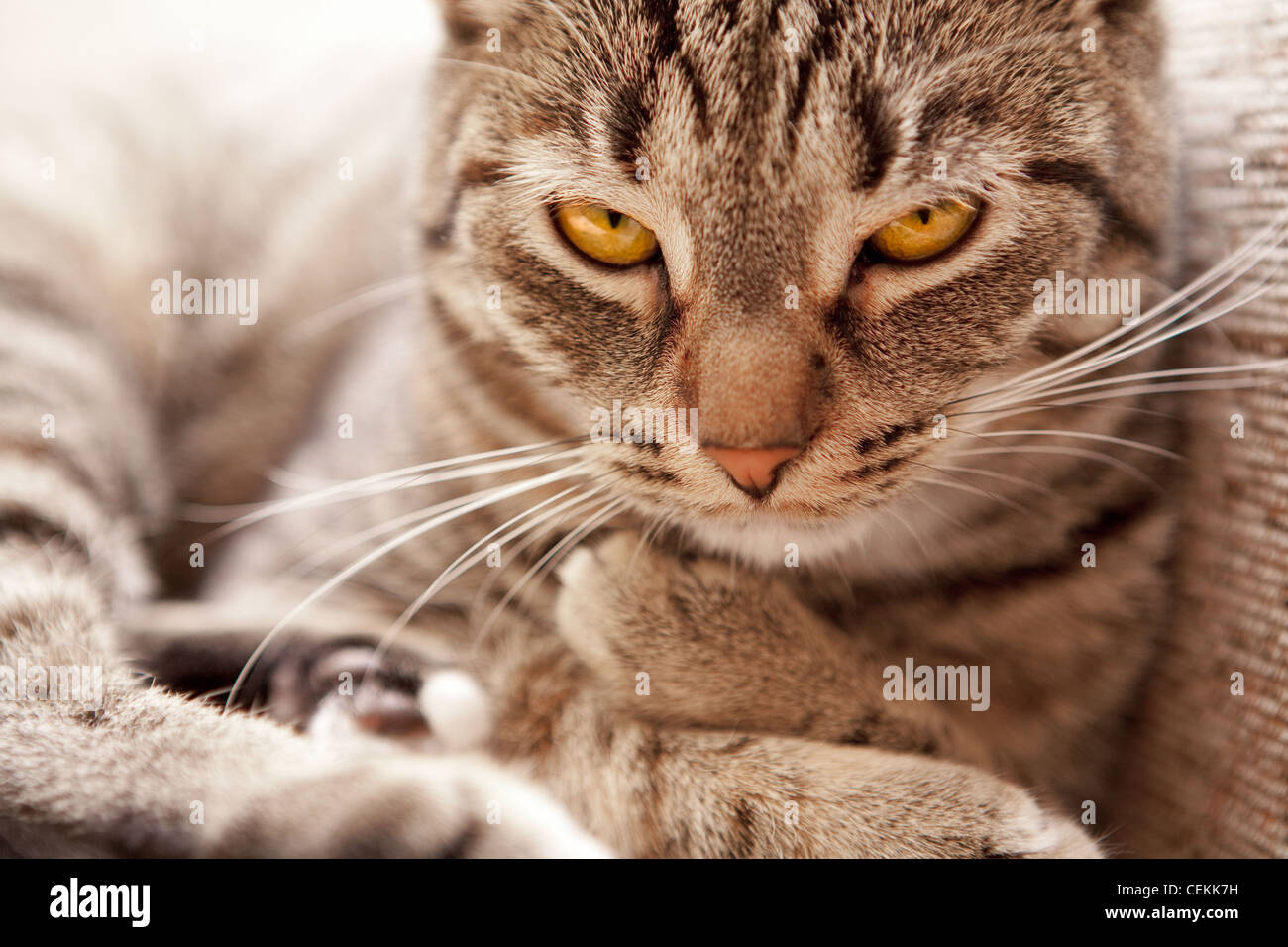 stray cat with yellow eyes looking straight to the camera - closeup Stock Photo