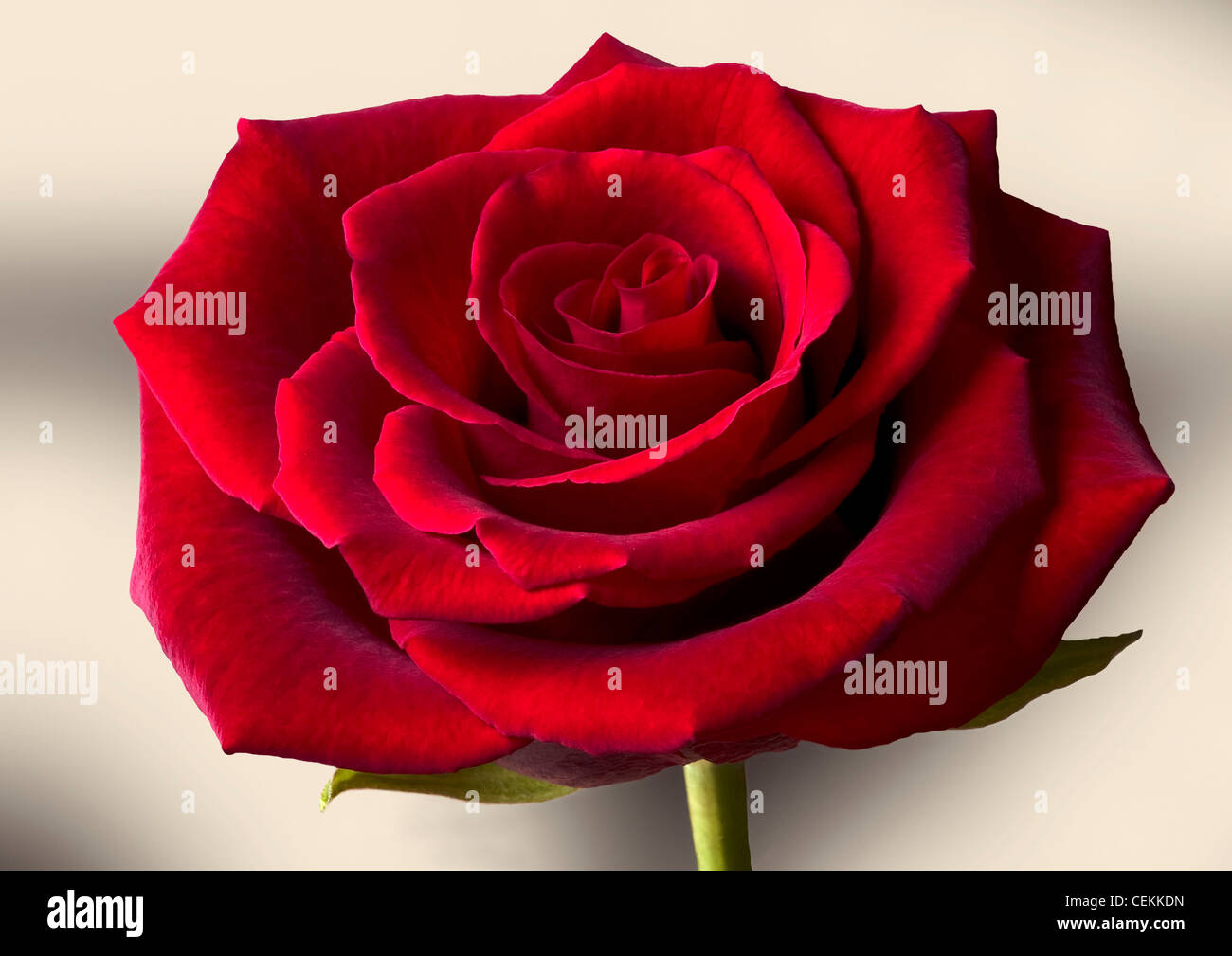 A single red rose Stock Photo