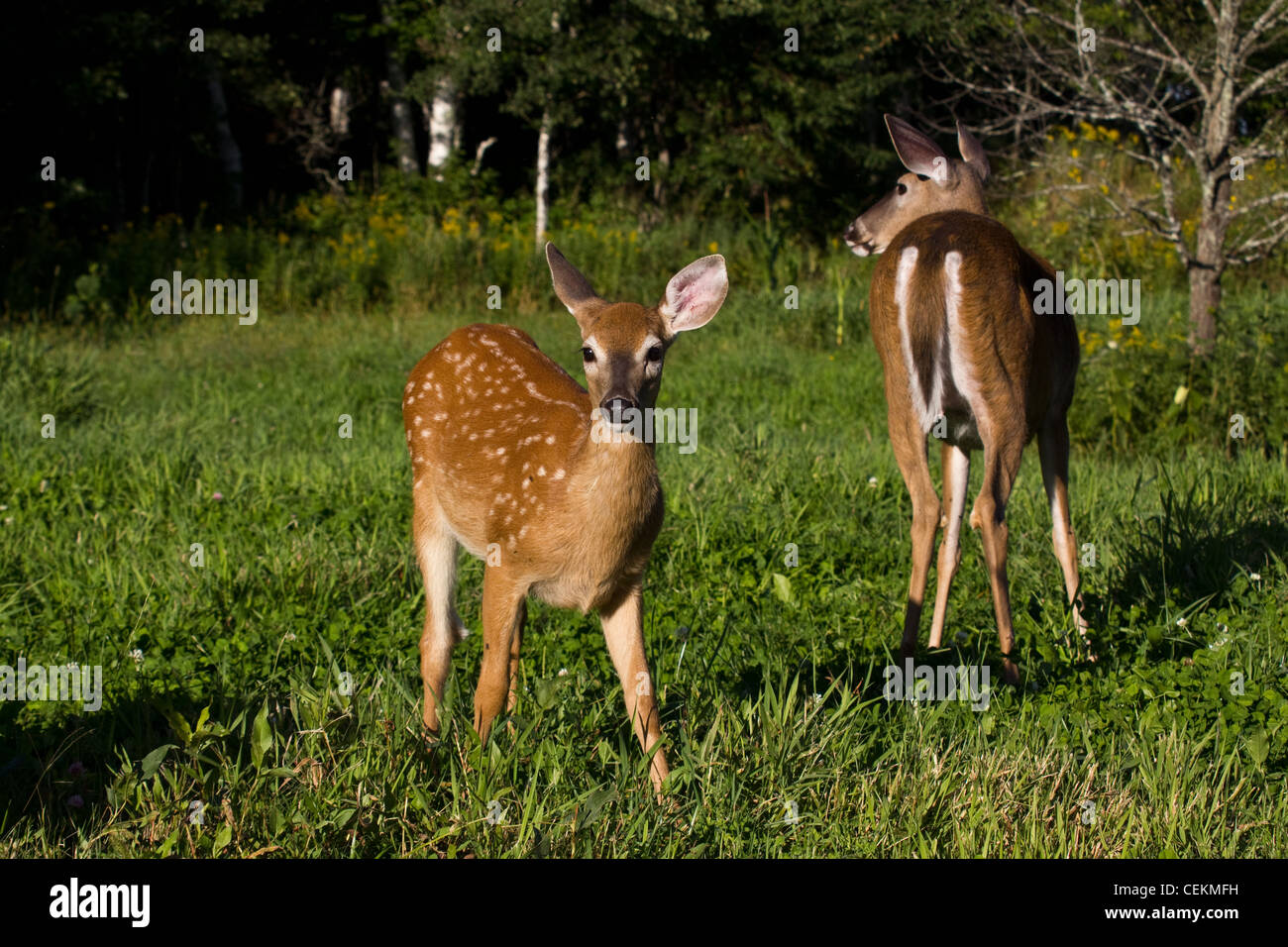 Spot the difference adult hi-res stock photography and images - Alamy