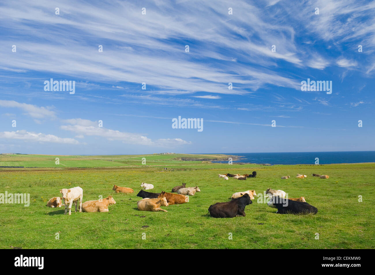 Orkney cattle hi-res stock photography and images - Alamy