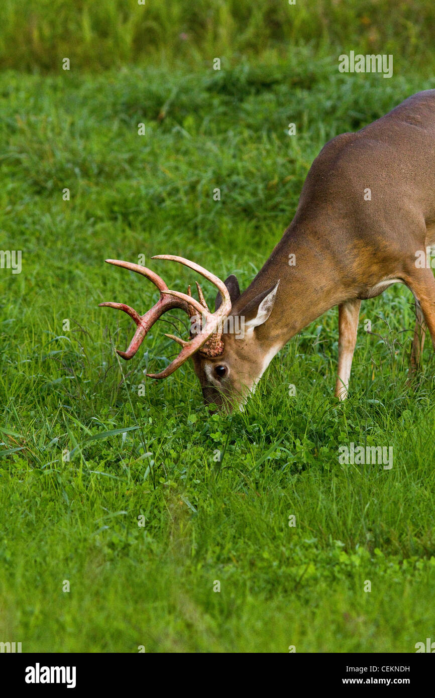 White-tailed buck - just shed the velvet from his antlers Stock Photo