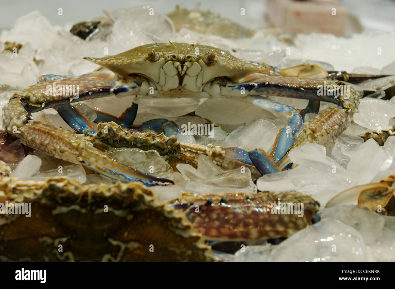 Fresh seafood produce in Sydney Fish Market in Sydney Australia Stock