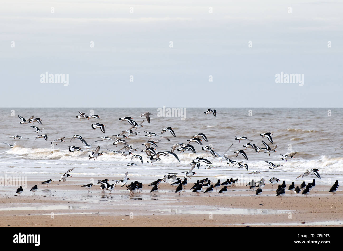 Wading sea birds lifting off on the shore line at Hunstanton Stock