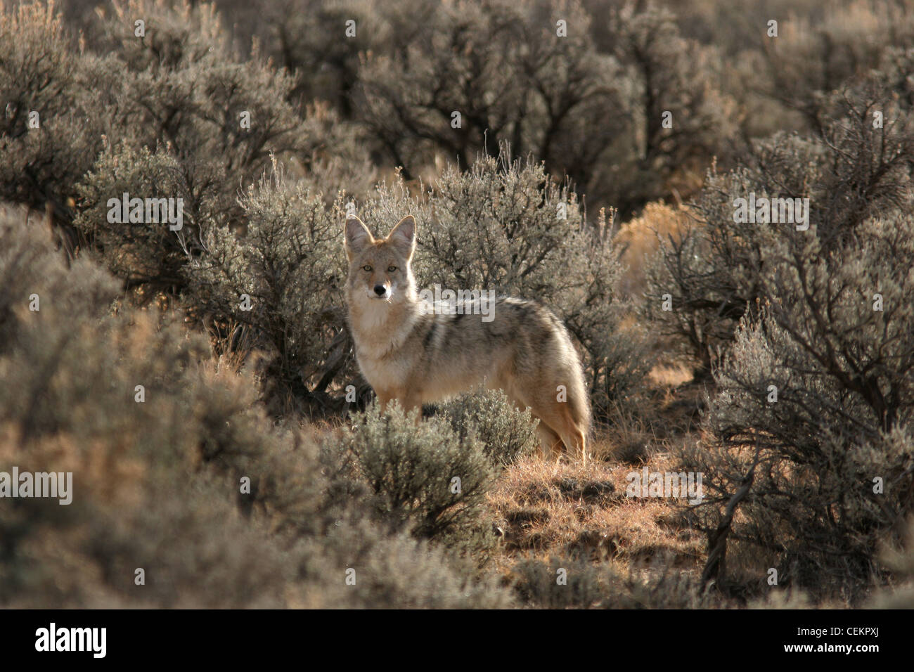 Coyote in desert New Mexico Stock Photo Alamy