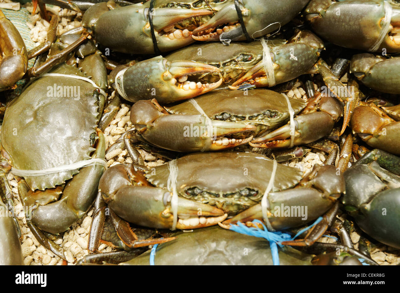 Fresh seafood produce in Sydney Fish Market in Sydney Australia Stock