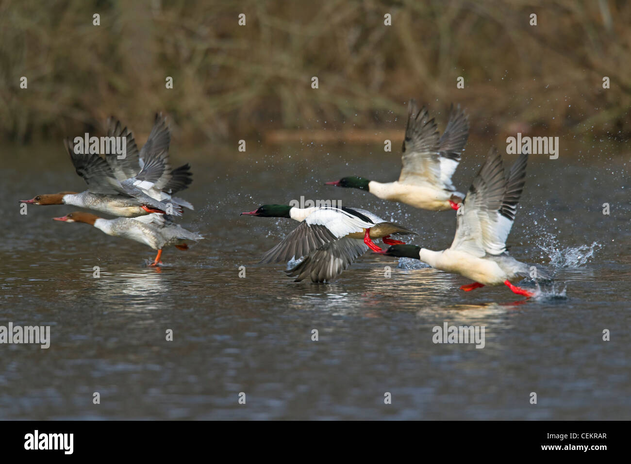 Common Merganser / Goosander (Mergus merganser) flock taking off from river, Germany Stock Photo