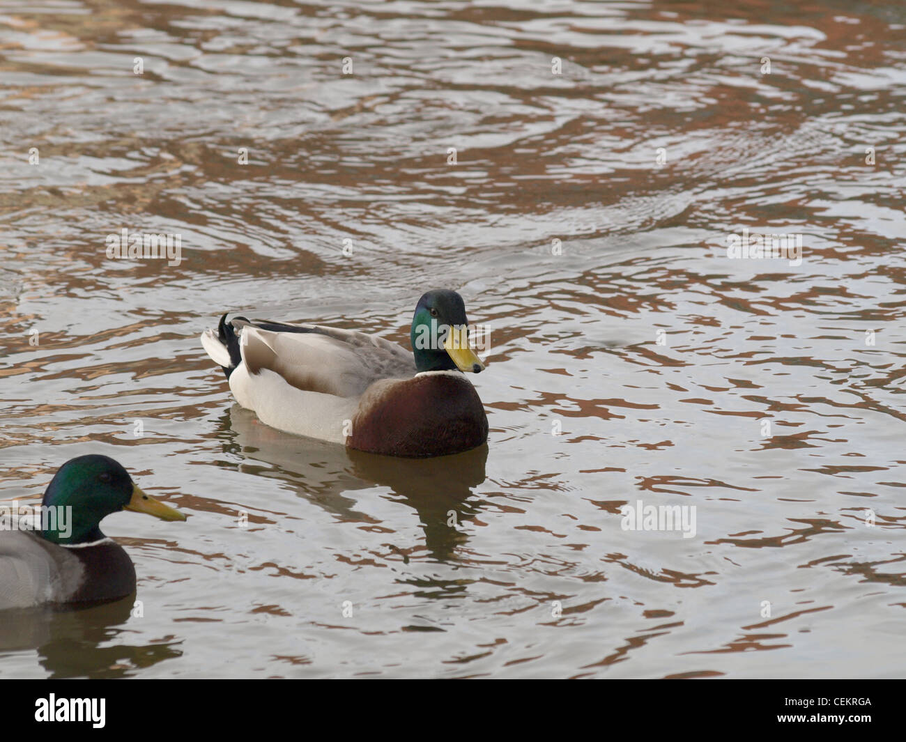 wild ducks, mallards in water / Anas platyrhynchos / Wildenten, Stockenten im Wasser Stock Photo