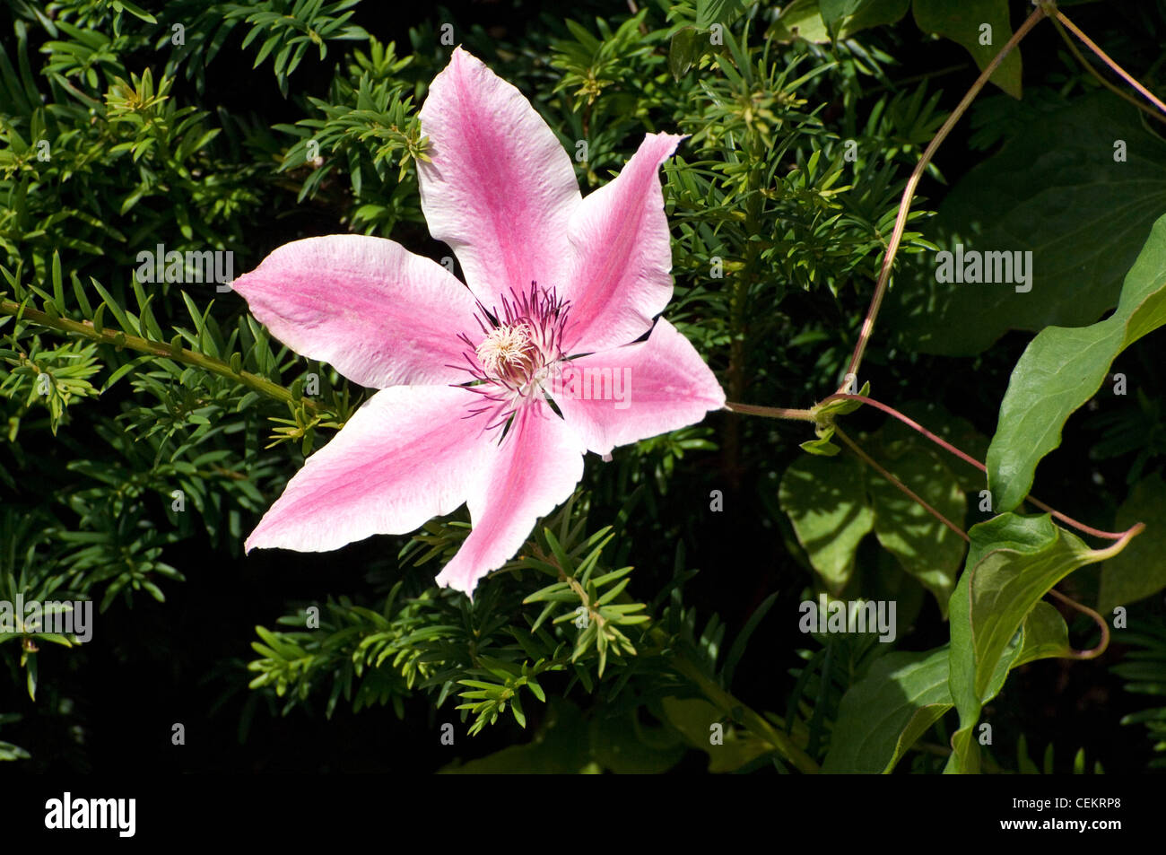 Clematis Dr Ruppel Stock Photo
