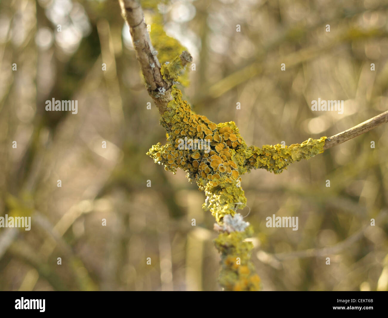 common orange lichen, yellow scale, shore lichen / Xanthoria parietina / Gewöhnliche Gelbflechte Stock Photo