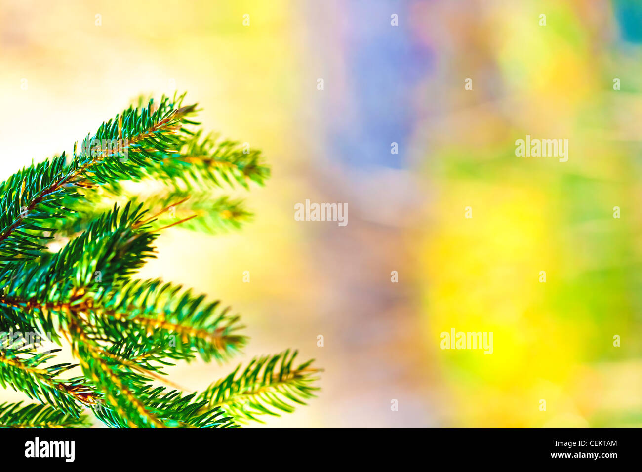 few branches of christmas fir tree on pastel background Stock Photo