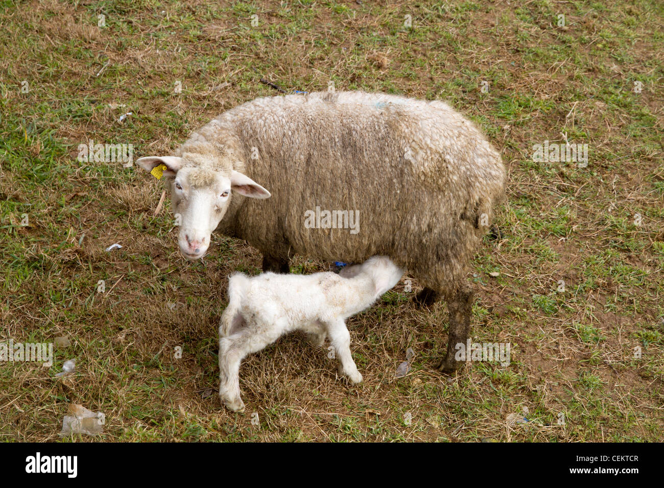 lamb drinking milk from It's mother Sheep Majorca Mallorca Balearic Spain Stock Photo Alamy
