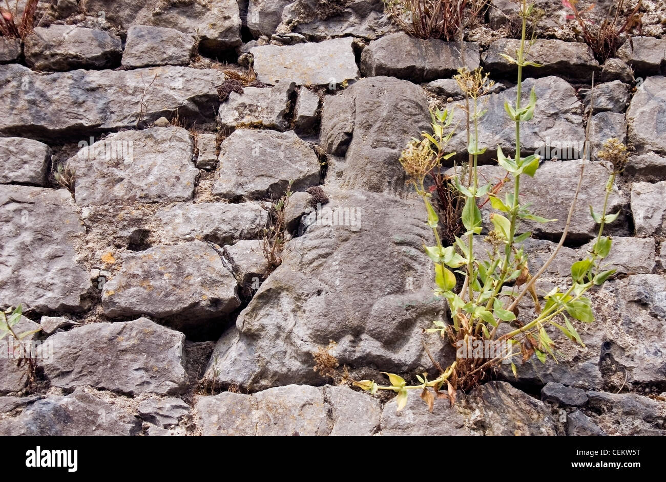 Sheila-Na-Gig, Augustinian Friary, Fethard, Co Tipperary, Ireland Stock Photo