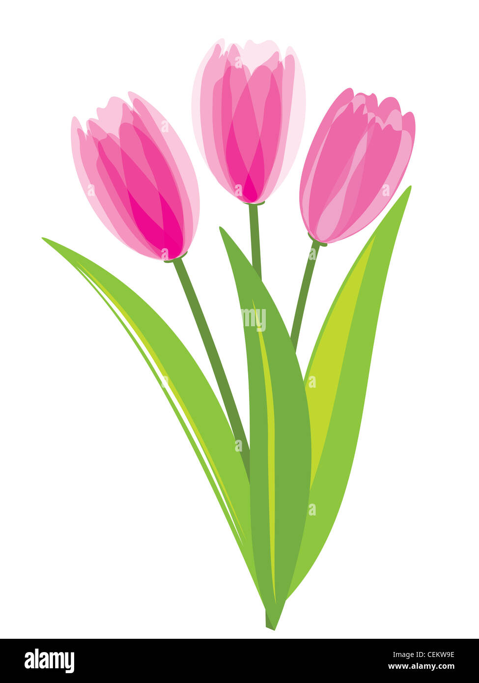 Pink tulips isolated on white background Stock Photo - Alamy