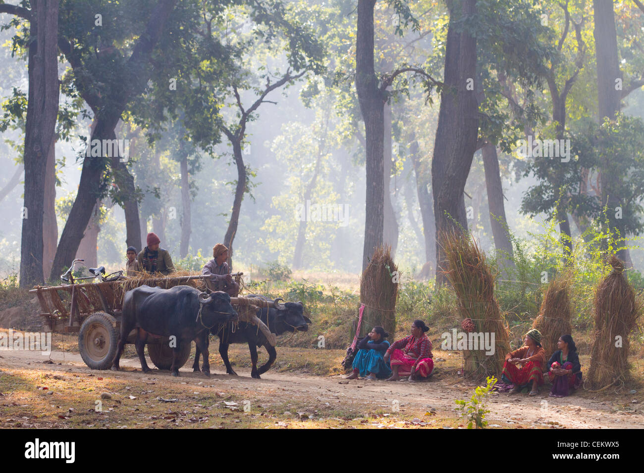 People waiting on roadside with harvest elephant grass Bardia NP Nepal Asia Stock Photo