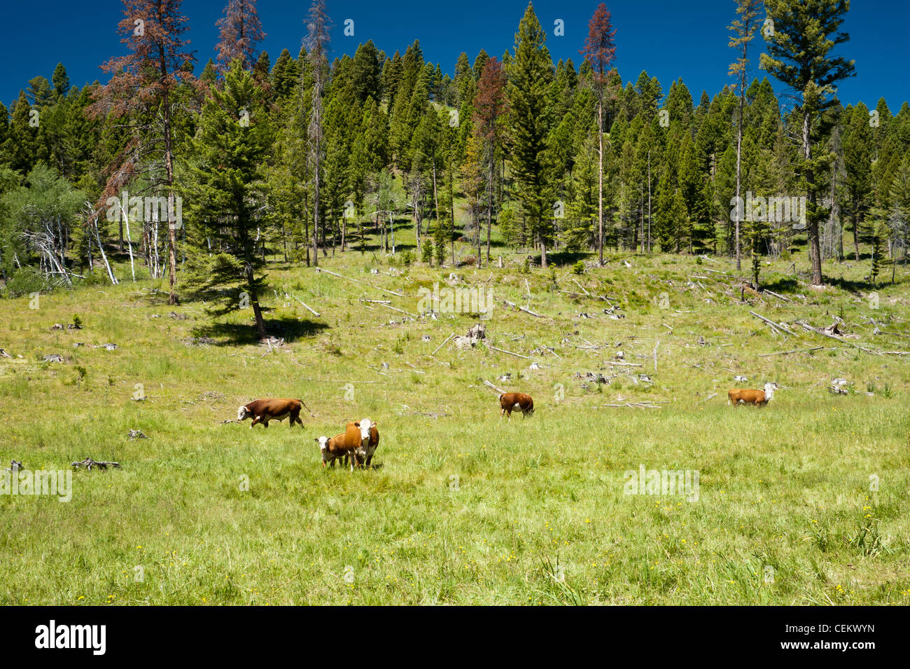 A ranch in the Mountain range of western Montana turned its