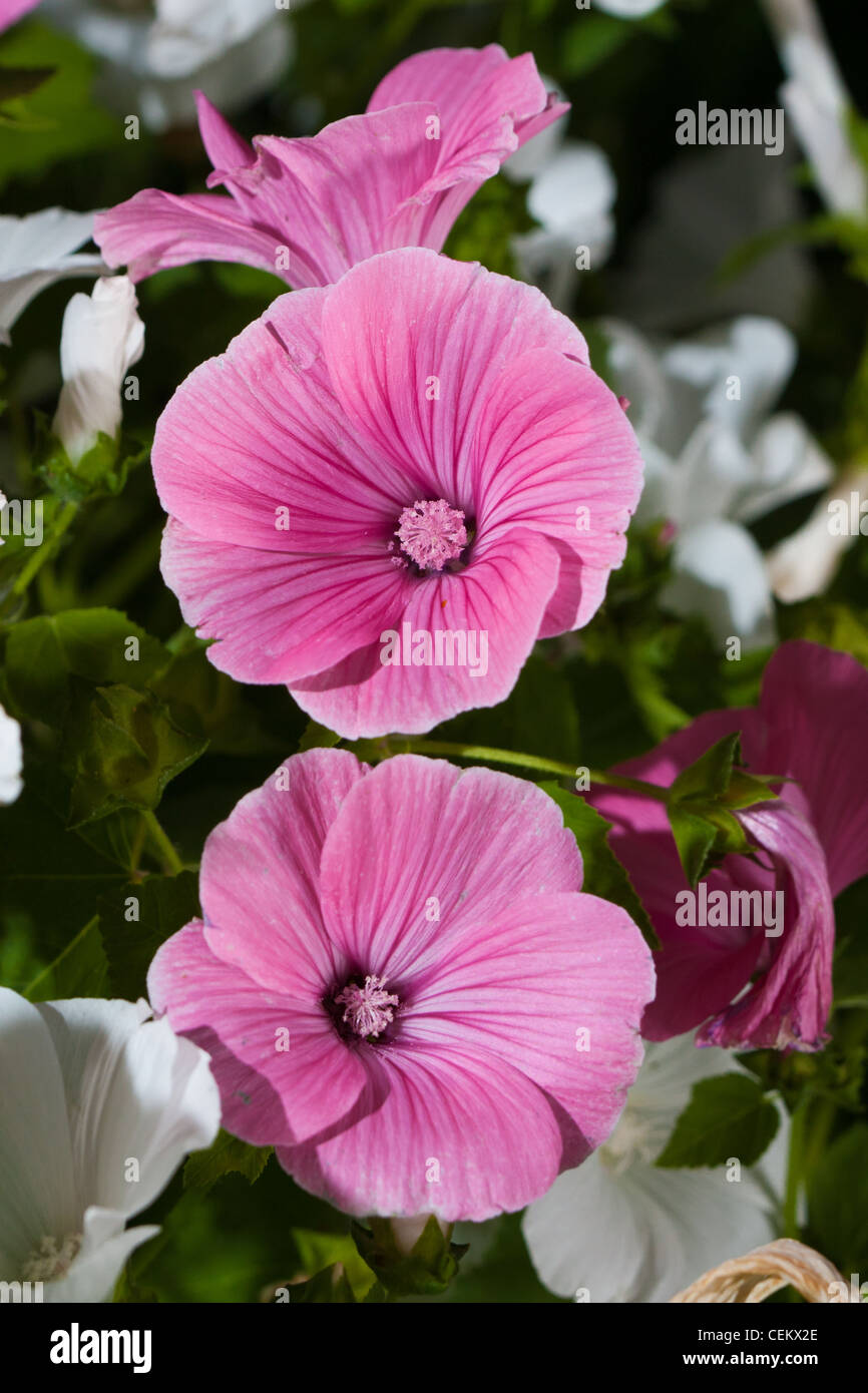 Pink Lavatera flower in green nature Stock Photo