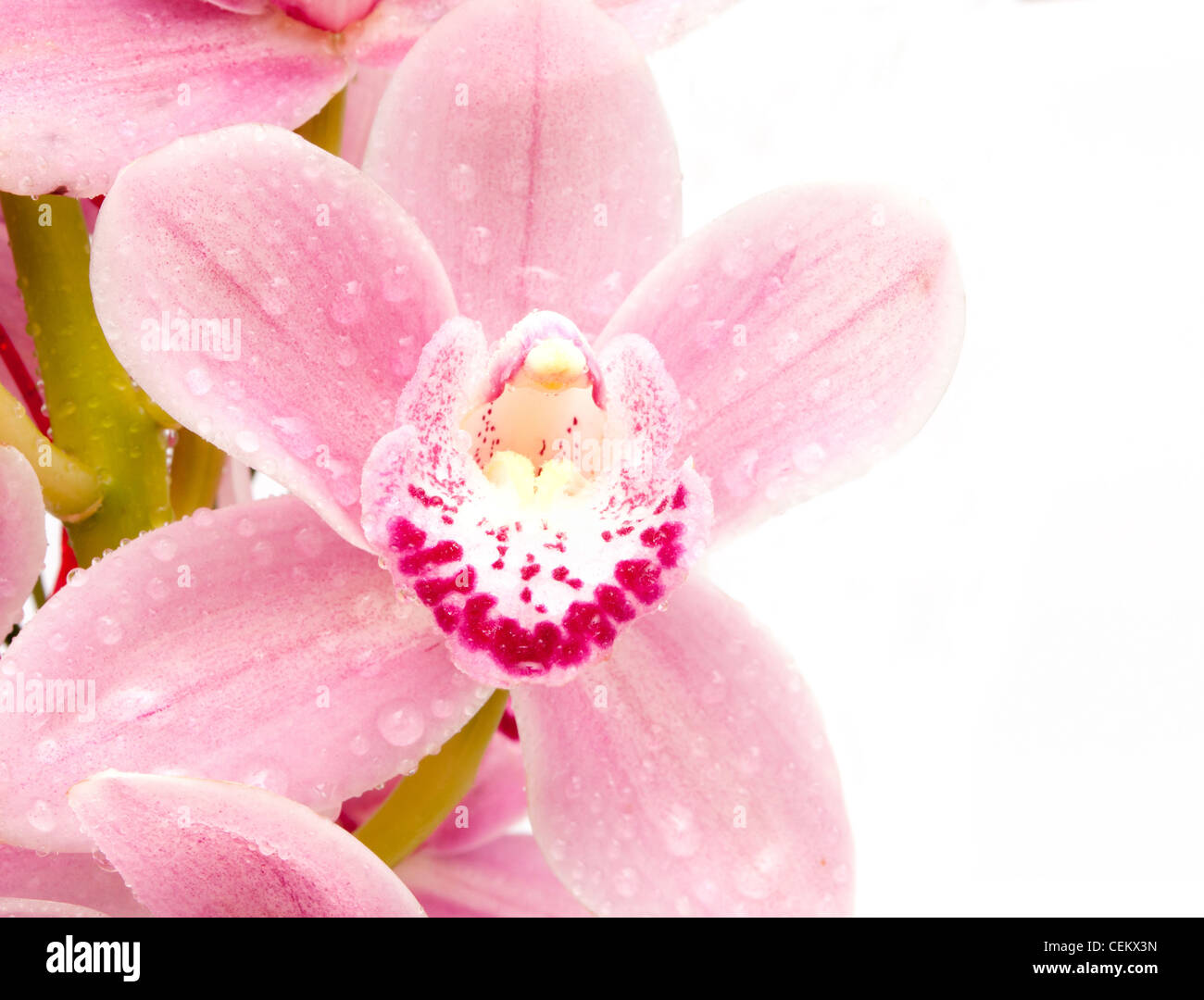 Detail of Pink Orchid on White Background Stock Photo - Alamy