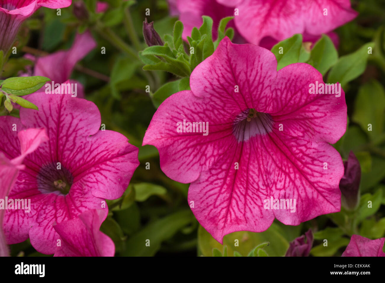Pink Lavatera flower in green nature Stock Photo - Alamy