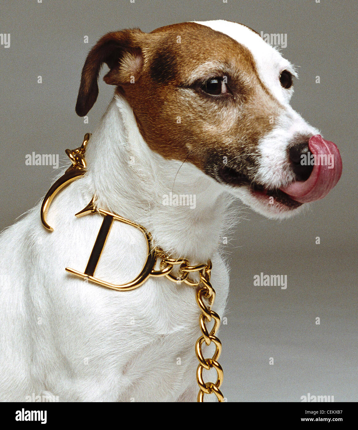 Small dog wearing gold Christian Dichain necklace Stock Photo