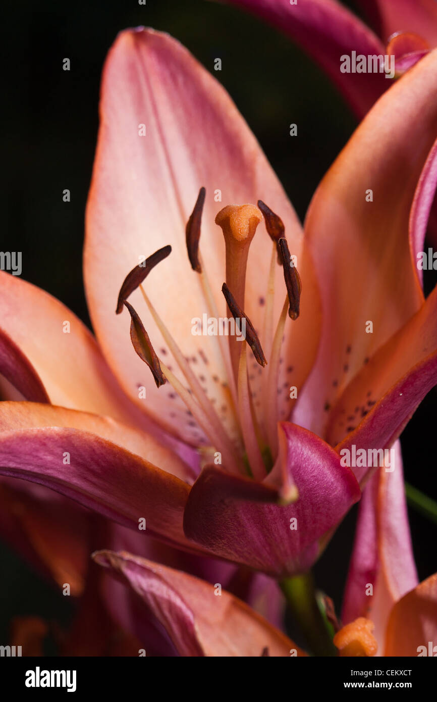 Lily flower in green the nature background Stock Photo - Alamy