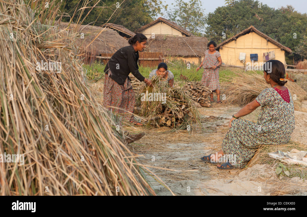 People village grass cutting season Bardia national park Nepal Asia Stock Photo