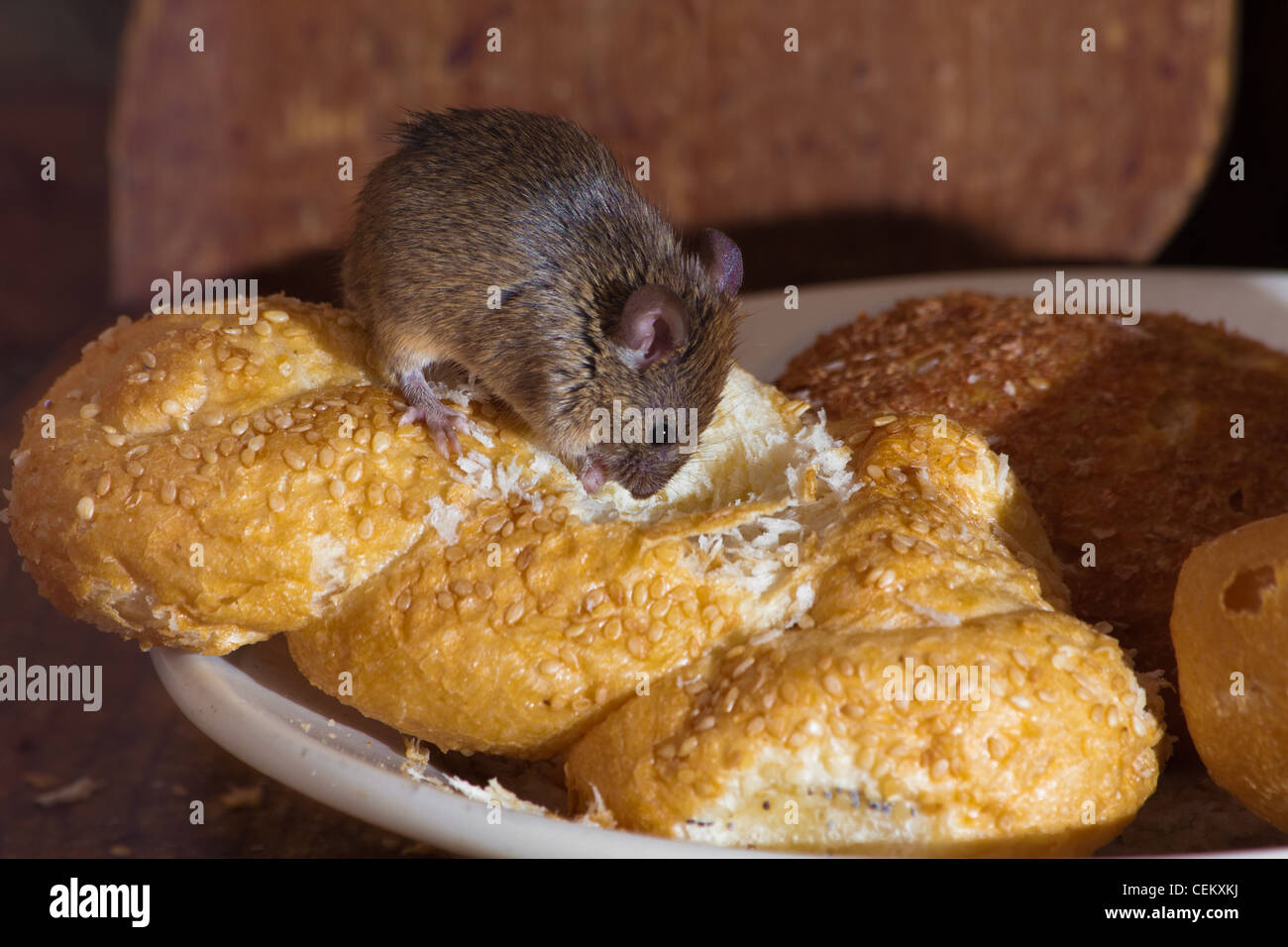 Mouse in the kitchen eating bread hires stock photography and images Alamy