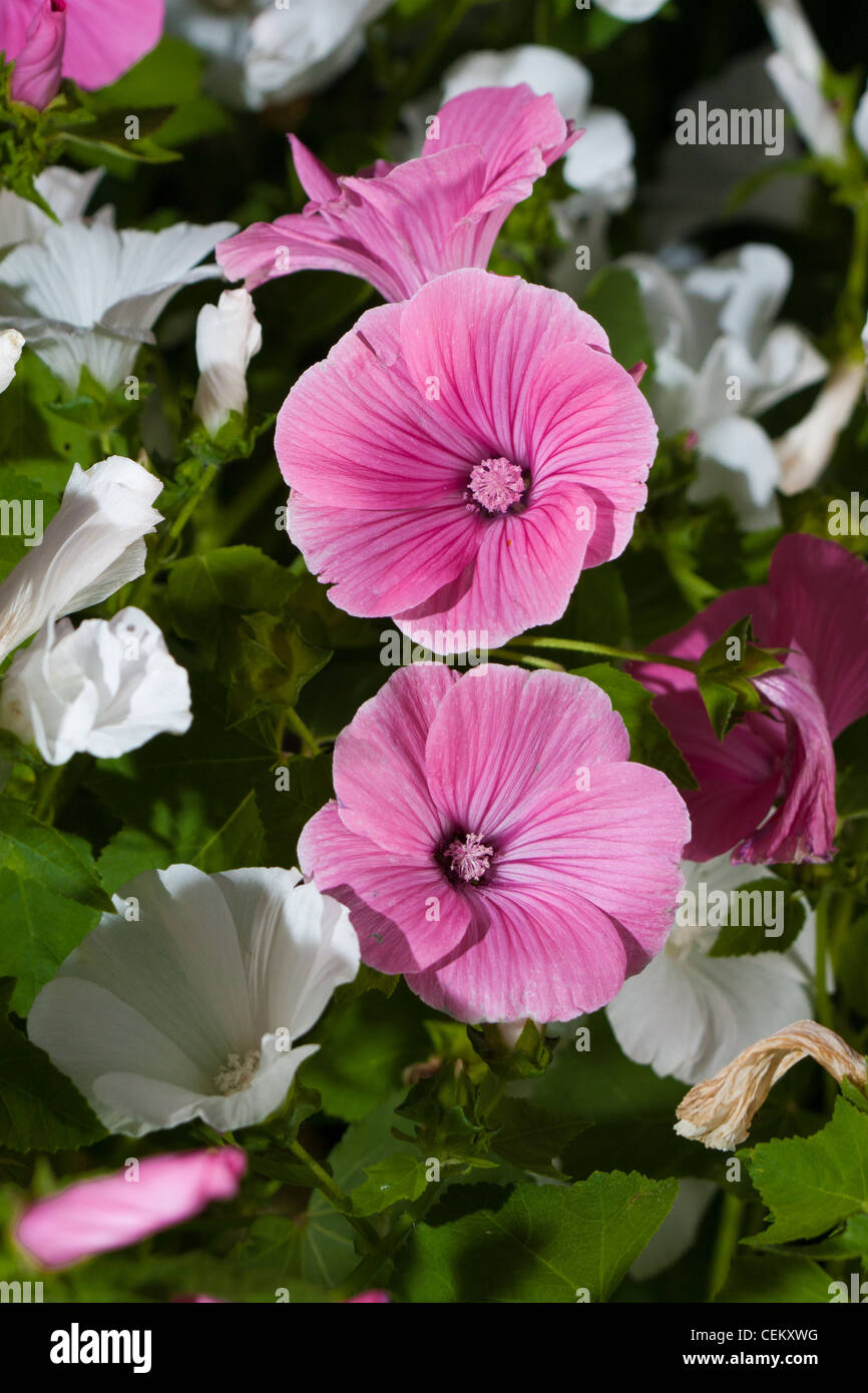 Pink Lavatera flower in green nature Stock Photo