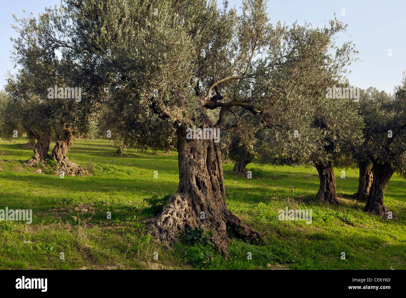 Grove of the ancient olive trees in Judea Hills, Israel Stock Photo Alamy