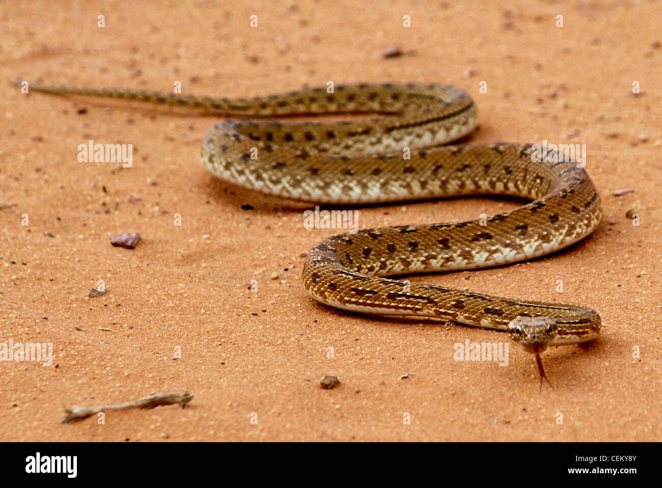 desert snake in sand Stock Photo Alamy