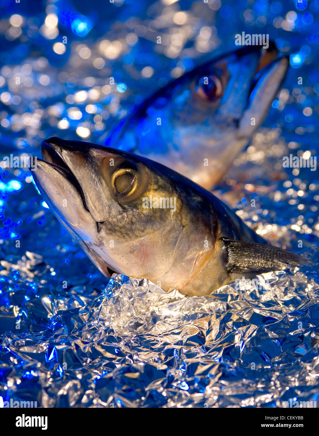 Horoscopes Pisces Two fish jumping out of pretend foil water Stock Photo