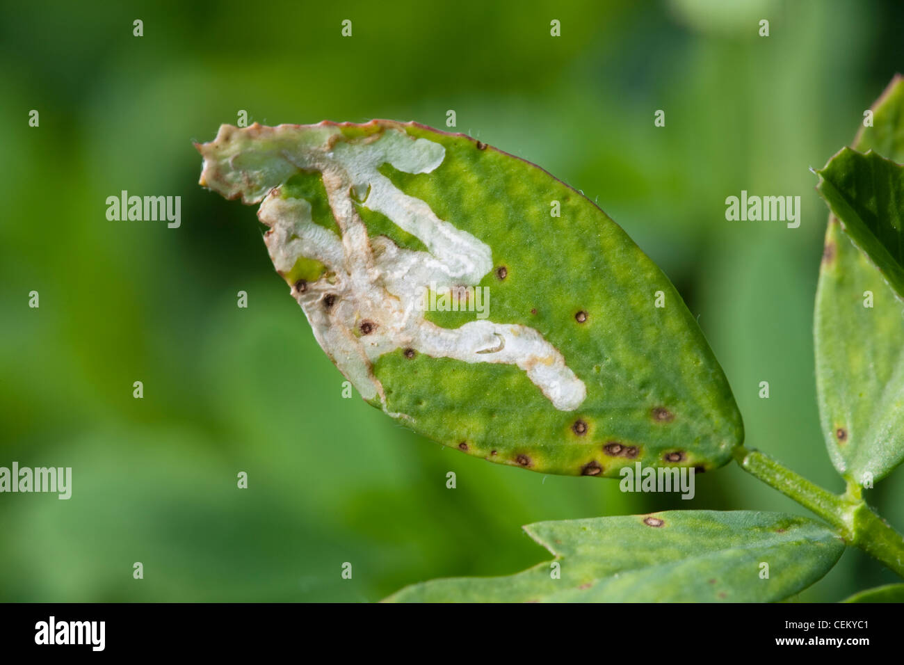 Agriculture - Crop damage, Alfalfa Blotch Leafminer (Agromyza frontella) damage to alfalfa foliage / Western Tennessee, USA. Stock Photo