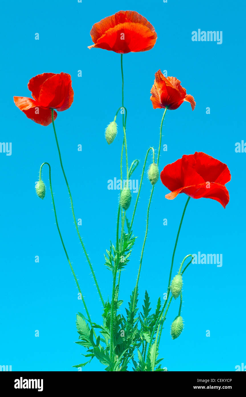 Red poppies and a clear blue sky background Stock Photo - Alamy