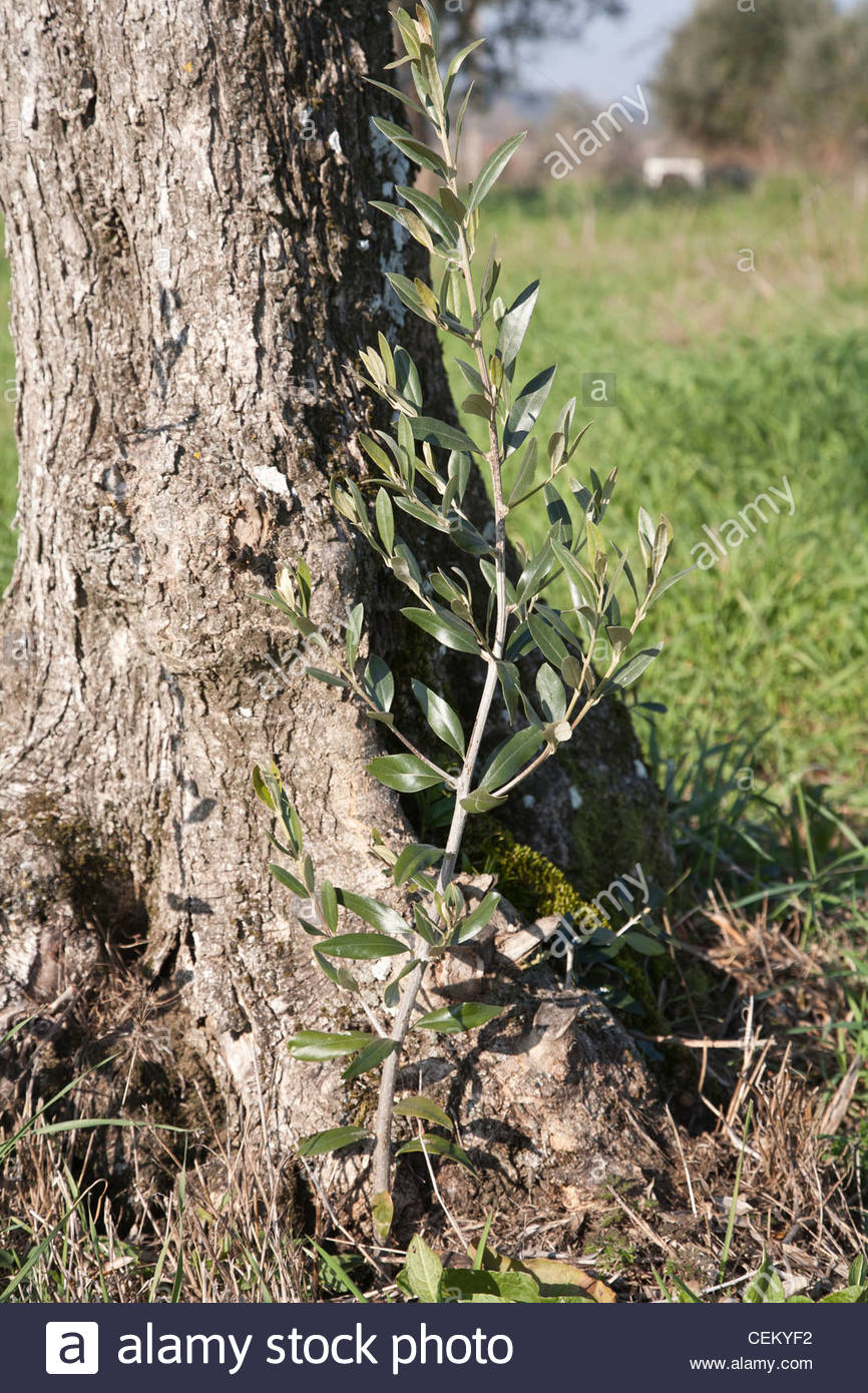 New Shoot Growing From Tree Stock Photos & New Shoot Growing From Tree