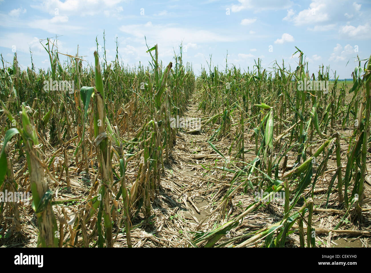 Agriculture - Mid growth grain corn field completely destroyed by a severe mid Summer hailstorm / near England, Arkansas, USA. Stock Photo