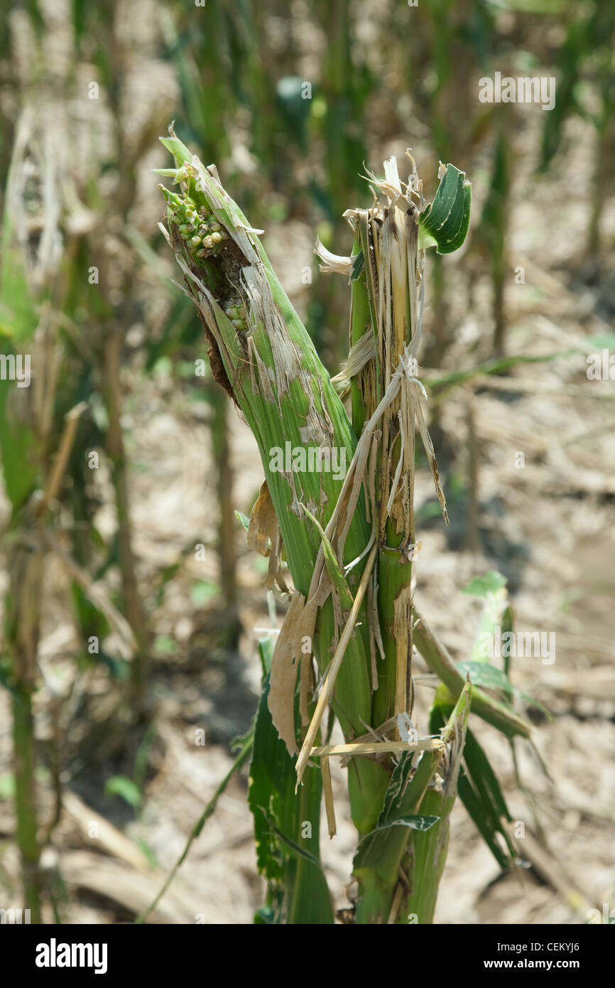 Closeup of mid growth grain corn plants completely destroyed by a severe mid Summer hailstorm / near England, Arkansas, USA. Stock Photo